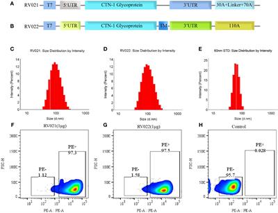 An mRNA vaccine against rabies provides strong and durable protection in mice